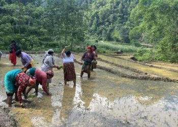 आज असार १५, राष्ट्रिय धान दिवस मनाइँदै