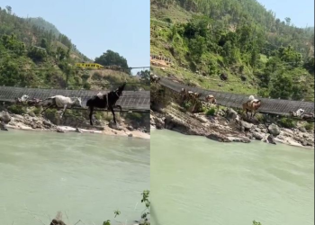 कर्णालीको झोलुंगे पुलको लट्ठा चुँडियो, फसे१४ खच्चर (भिडियोसहित)