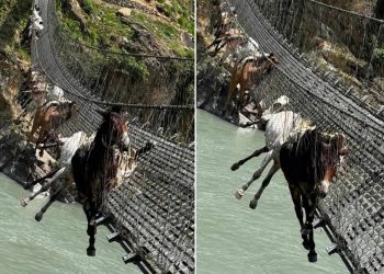 कर्णालीको झोलुंगे पुलको लट्ठा चुँडिएपछि…(भिडियोसहित)