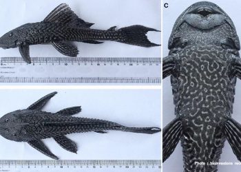 मोरङका खोलामा भेटिए अमेरिकामा पाइने माछाका प्रजाति