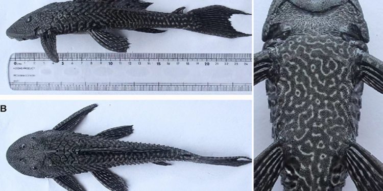 मोरङका खोलामा भेटिए अमेरिकामा पाइने माछाका प्रजाति