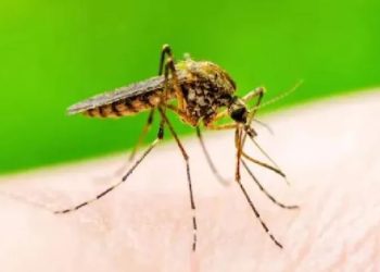 देशभर १८ सय बढीमा डेंगी संक्रमण