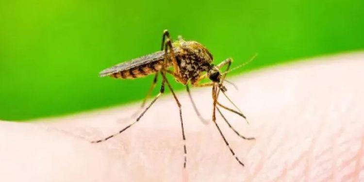 देशभर १८ सय बढीमा डेंगी संक्रमण