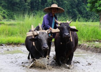 किसानलाई रोपाइँको चटारो(फोटोफिचर)