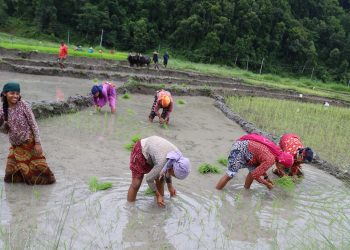 किसानलाई रोपाइँको चटारो(फोटोफिचर)