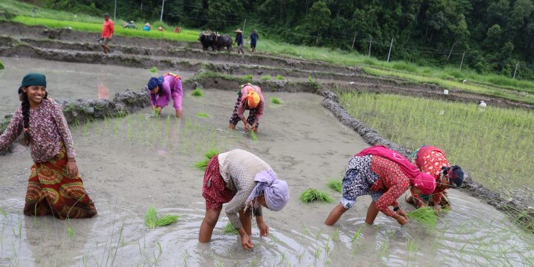किसानलाई रोपाइँको चटारो(फोटोफिचर)