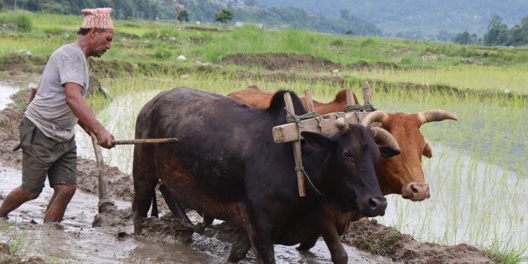 किसानलाई रोपाइँको चटारो(फोटोफिचर)