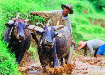 किसानलाई रोपाइँको चटारो(फोटोफिचर)