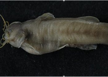 कोशीमा लोपोन्मुख माछा भेटियो