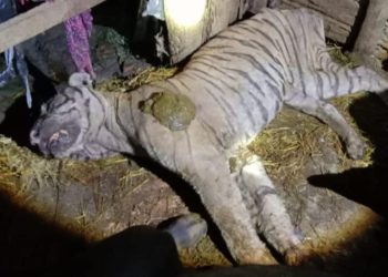 भैँसीले बाघ मारेपछि…