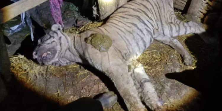 भैँसीले बाघ मारेपछि…