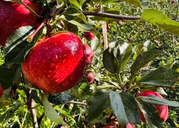 जुम्लामा पाक्न थाले स्याउ (तस्बिरहरु)