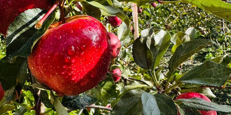 जुम्लामा पाक्न थाले स्याउ (तस्बिरहरु)