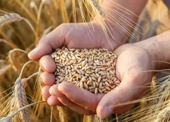 भारतबाट २ लाख मेट्रिक टन गहुँ आयात गरिने