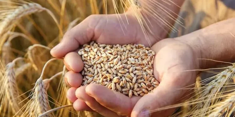 भारतबाट २ लाख मेट्रिक टन गहुँ आयात गरिने