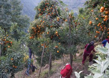 लटरम्म सुन्तला [फोटोफिचर]