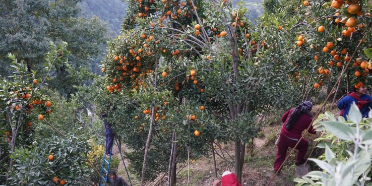 लटरम्म सुन्तला [फोटोफिचर]