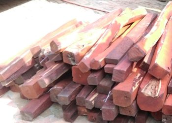 चार सय किलोबढी रक्तचन्दनसहित काँडाघारीबाट दुई जना पक्राउ