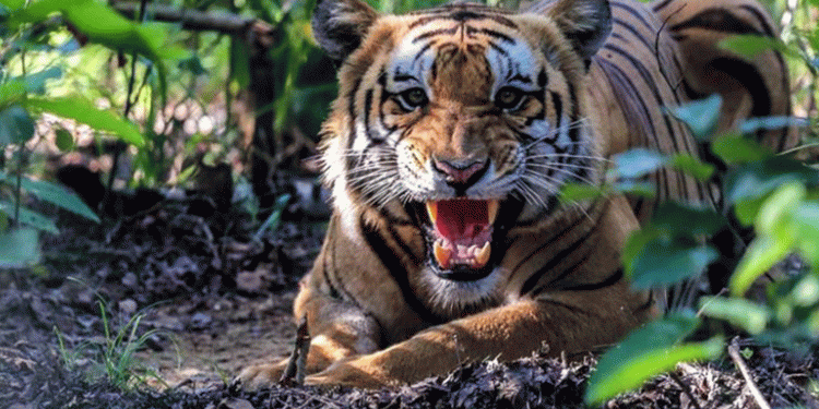 वन्यजन्तुको आक्रमण बढ्दोः पाँच महिनामा ८३ जनाको मृत्यु