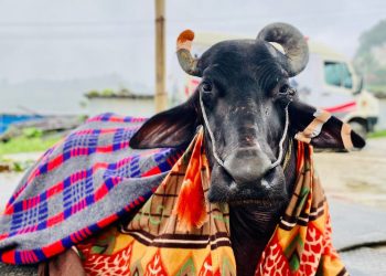 अलबिदा, प्रिय मायाकुमारी !