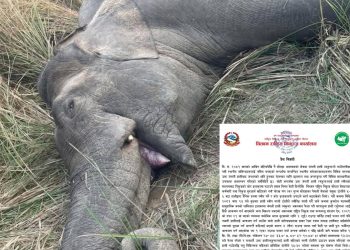 गोली हानेर मारियो जंगली हात्ती मकुनालाई