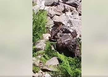 बाजुरामा नेपाल टेलिकमको जिप दुर्घटना,  शाखाका प्रमुखसहित ३ जनाको मृत्यु