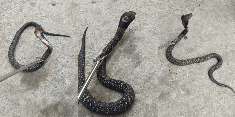 दुर्लभ सर्प भेटियो, उद्धारकर्ता घाइते