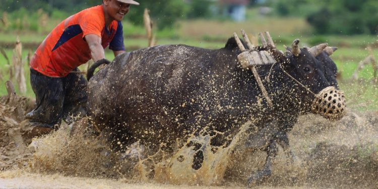देशभर मनाइयो धान दिवस(फोटोफिचर)