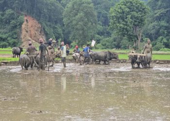 देशभर मनाइयो धान दिवस(फोटोफिचर)