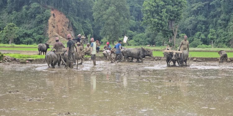 देशभर मनाइयो धान दिवस(फोटोफिचर)