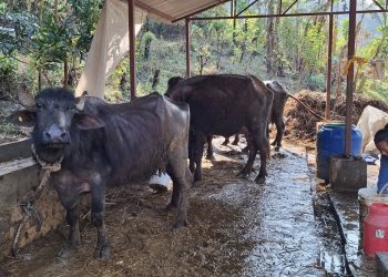 वर्षायाममा चौपाया रोगको जोखिम, सतर्क रहन आग्रह