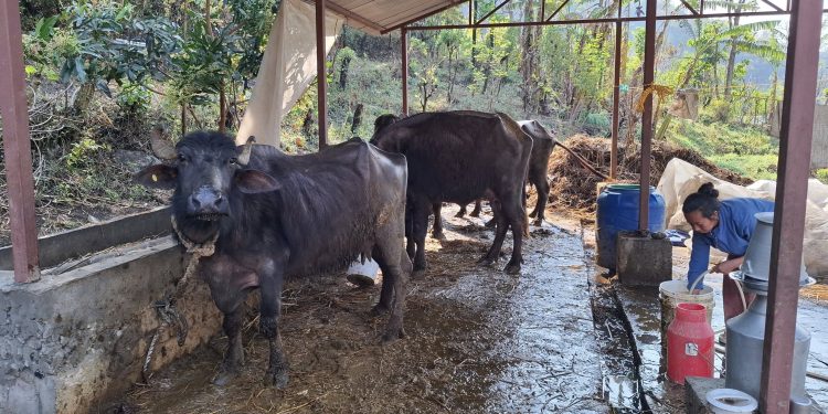 वर्षायाममा चौपाया रोगको जोखिम, सतर्क रहन आग्रह