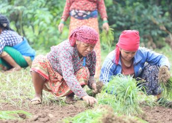 कोदो रोप्न व्यस्त लमजुङका किसान(फोटोफिचर)