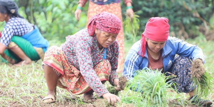 कोदो रोप्न व्यस्त लमजुङका किसान(फोटोफिचर)