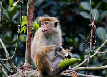 करिब २०० वटा बाँदरको समूह जाइलागेपछि बेहोस, काठमाडौं ल्याउँदाल्याउँदै मृत्यु