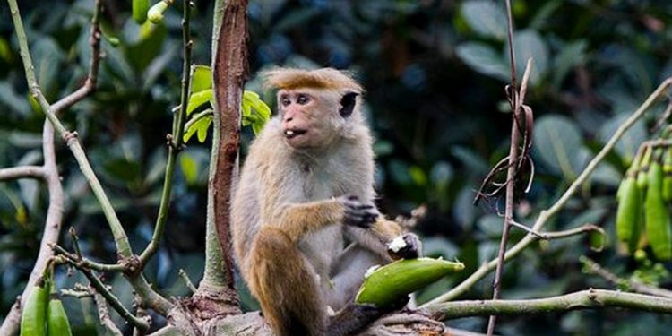 करिब २०० वटा बाँदरको समूह जाइलागेपछि बेहोस, काठमाडौं ल्याउँदाल्याउँदै मृत्यु