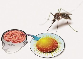 जापानी इन्सेफलाइटिस संक्रमणबाट ३१ जनाको मृत्यु, १६४ मा रोग पुष्टि